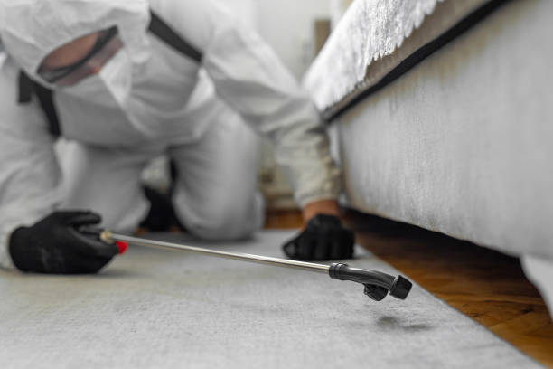 Professional Bed Bug Control technician working in Bryan, TX